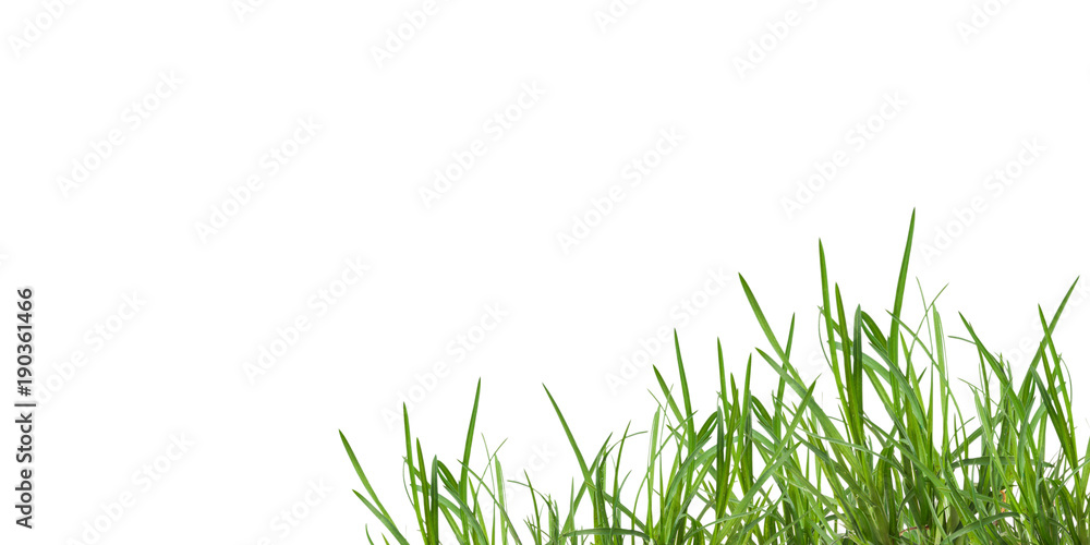 Obraz premium Poster, leaf grass isolated on white background