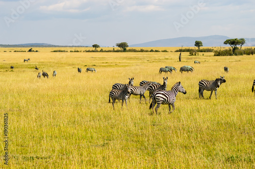 Herd of zebras grazing in the savannah plain of Maasai Mara Park in northwestern Kenya