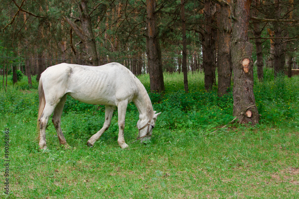A white horse is eating grass. Tourist base in the forest. A white horse is eating grass. Tourist base in the forest.