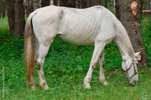 A white horse is eating grass. Tourist base in the forest.