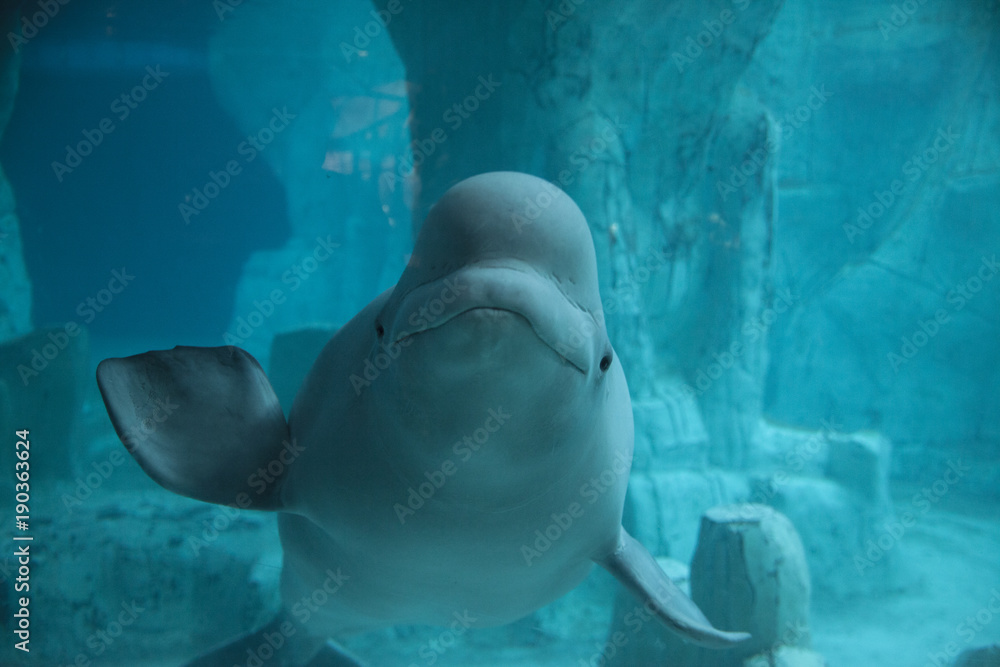 Naklejka premium beluga sonriendo en el fondo marino