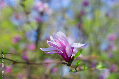Beautiful and tender pink magnolia flower with selective focus