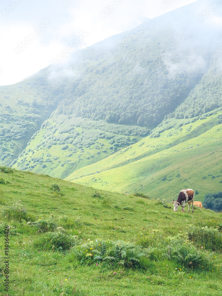 cow grazing on green hill in beautiful mountains, Georgia cow grazing on green hill in beautiful mountains, Georgia