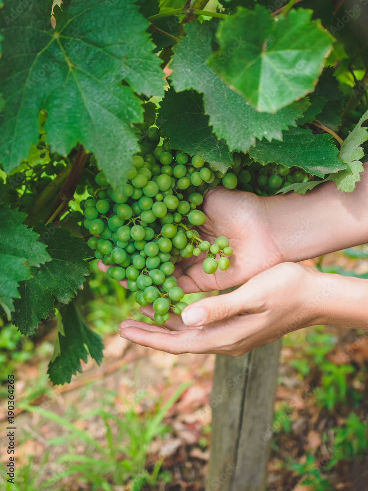 cropped shot of person holding green grapes at vineyard in Georgia cropped shot of person holding green grapes at vineyard in Georgia