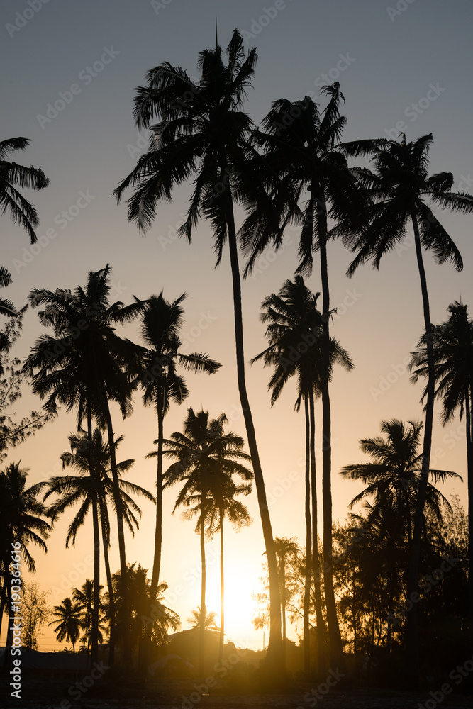 Silhouette of tropical palm trees during sunset