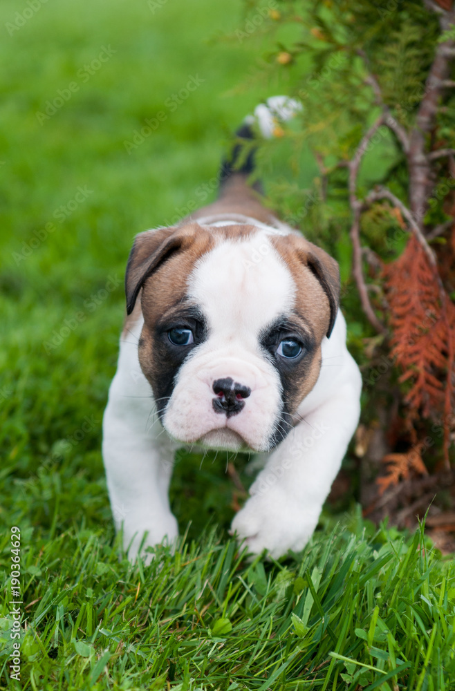 Funny nice red American Bulldog puppy is walking on the grass