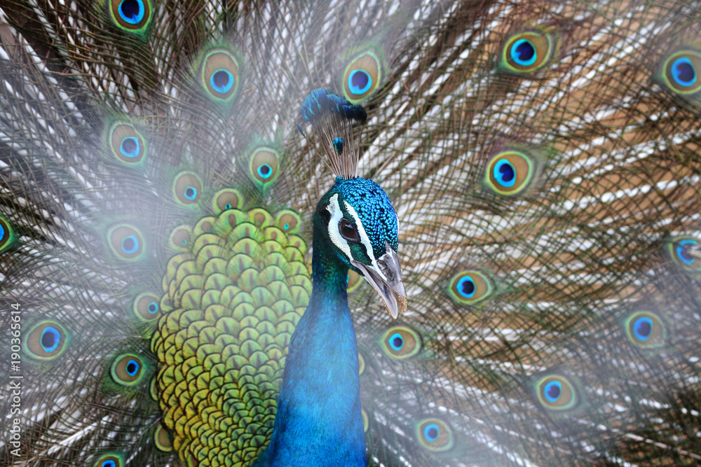 Obraz premium Head peacock in the cage is blur