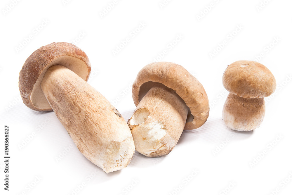 Several porcini mushrooms known as boletus edulis isolated on white background. Several porcini mushrooms known as boletus edulis isolated on white background.
