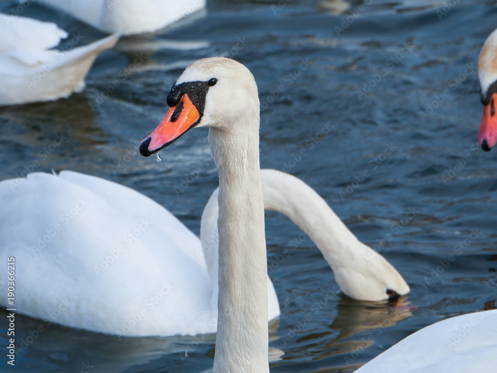 Naklejka premium Swan swimming on river