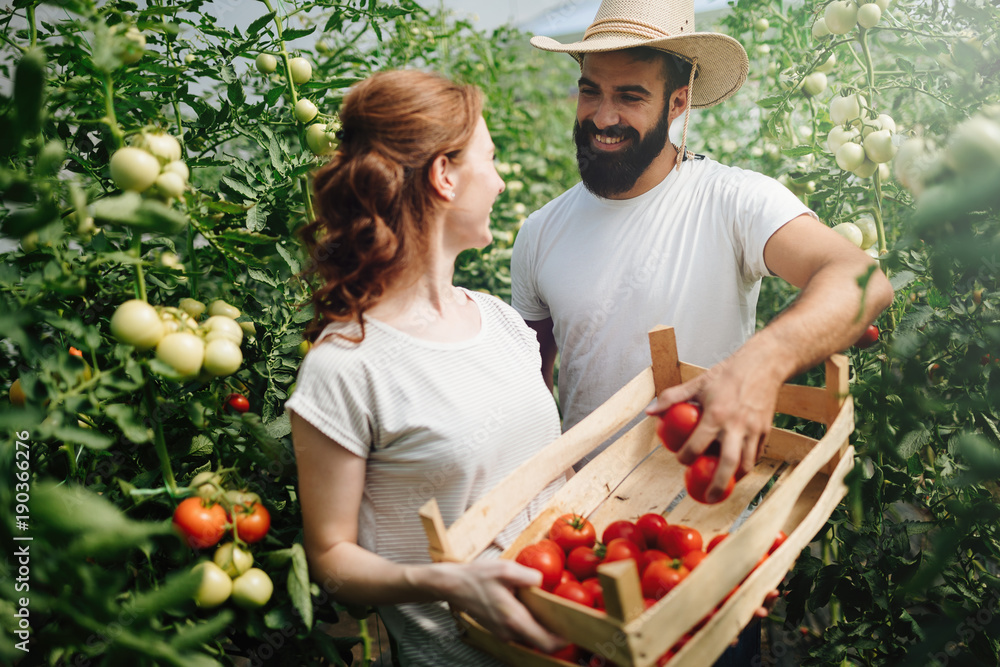 Obraz premium Young couple of farmers working in greenhouse