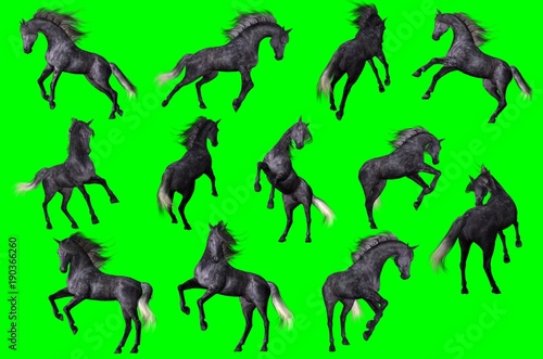 Collezione su sfondo chroma key di pose di cavallo arabo