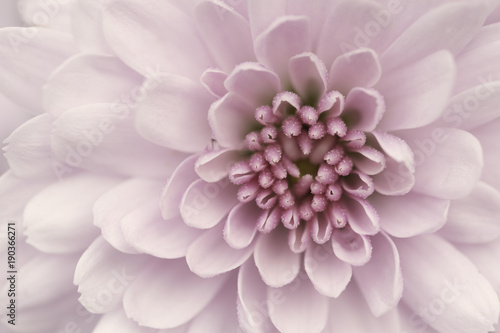 chrysanthemum pink