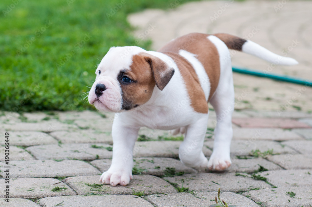 The puppy is lost. Funny nice red white coat American Bulldog puppy is walking on nature The puppy is lost. Funny nice red white coat American Bulldog puppy is walking on nature