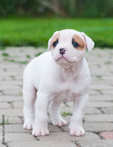 The puppy is lost. Funny nice red white coat American Bulldog puppy is walking on nature