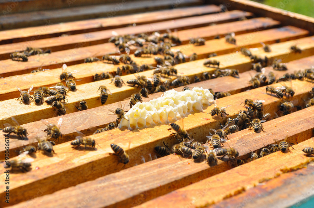 Honey Bee on honeycomb. Close-up of bees on honeycomb in apiary in the summer. Honey Bee on honeycomb. Close-up of bees on honeycomb in apiary in the summer.