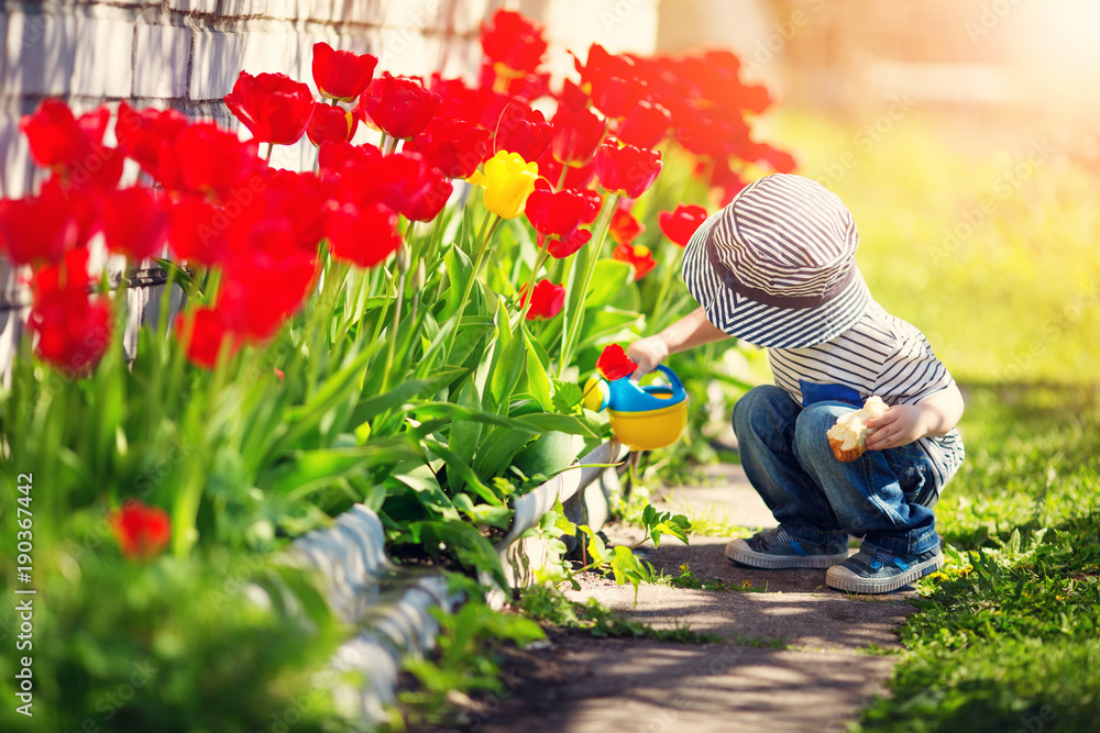Little child walking near tulips on the flower bed in beautiful spring day - obrazy, fototapety, plakaty 
