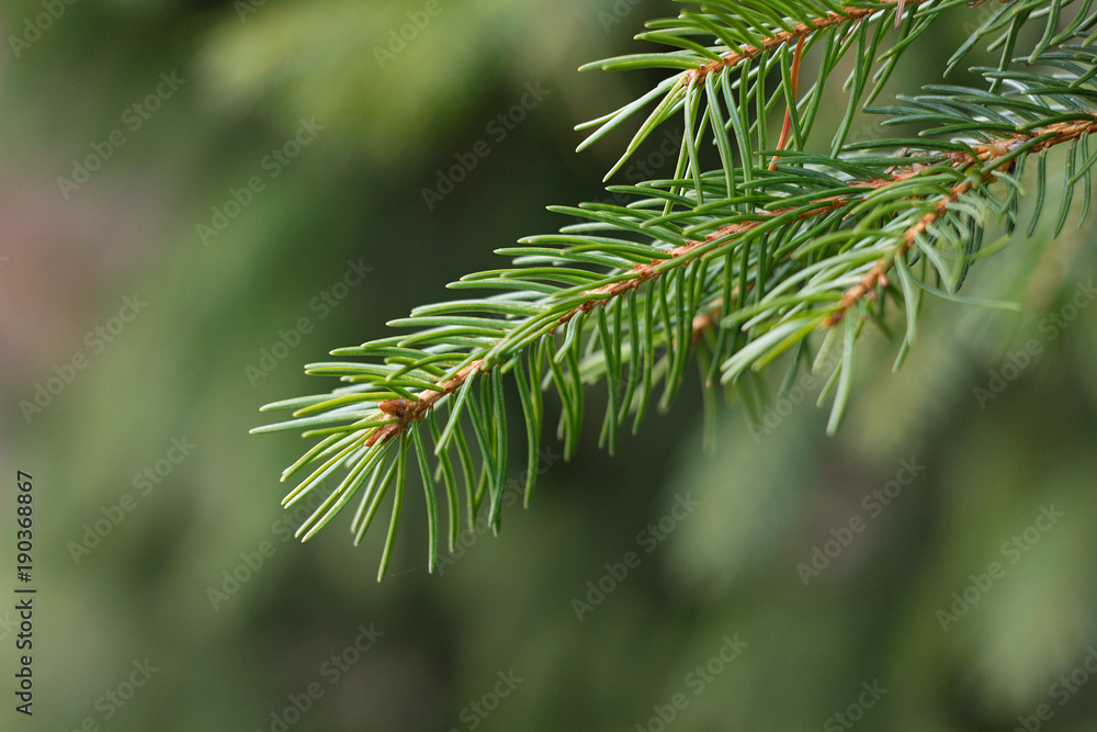 Green spruce needles on a twig, natural and spring background. Green spruce needles on a twig, natural and spring background.