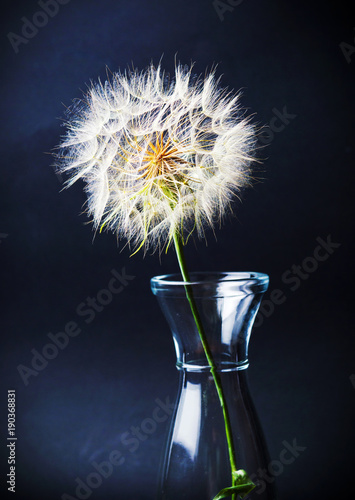 Fototapeta Naklejka Na Ścianę i Meble -  Dried dandelion in a glass jar