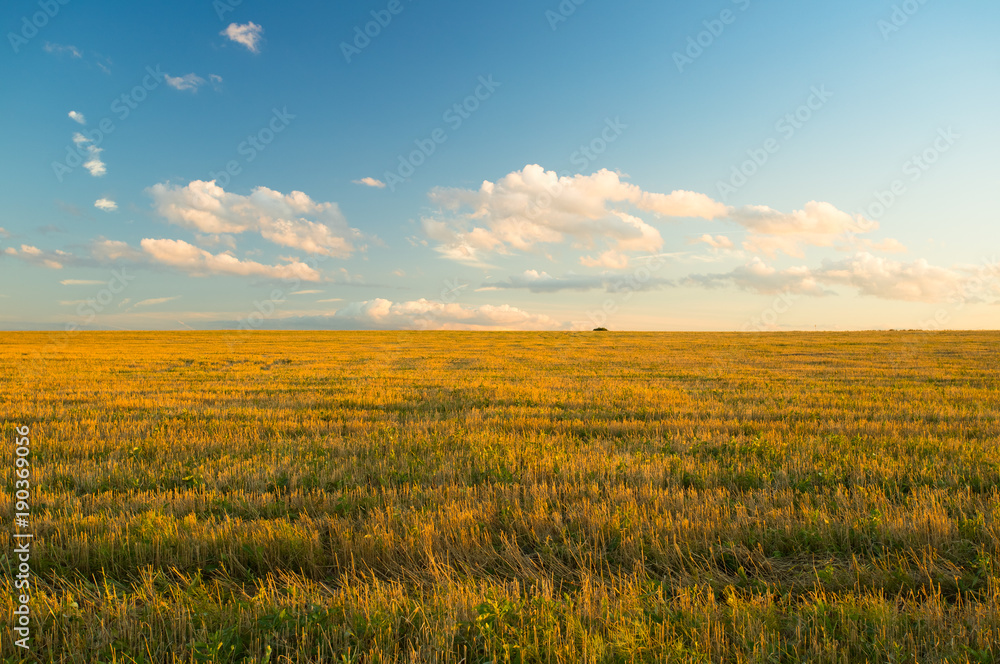 Agricultural Golden Field On Dramatic Blue Sky In Sunny Autumn Day.