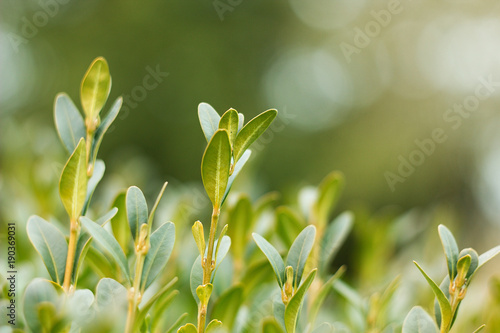 Bay leaves, botanical laurel laurel (Laurus nobilis L.)