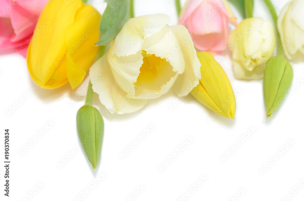 Obraz premium チューリップの背景