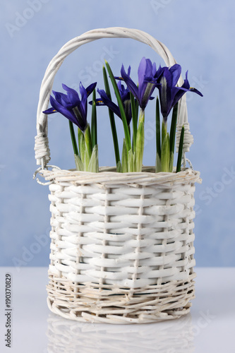 Fototapeta Naklejka Na Ścianę i Meble -  spring flowers