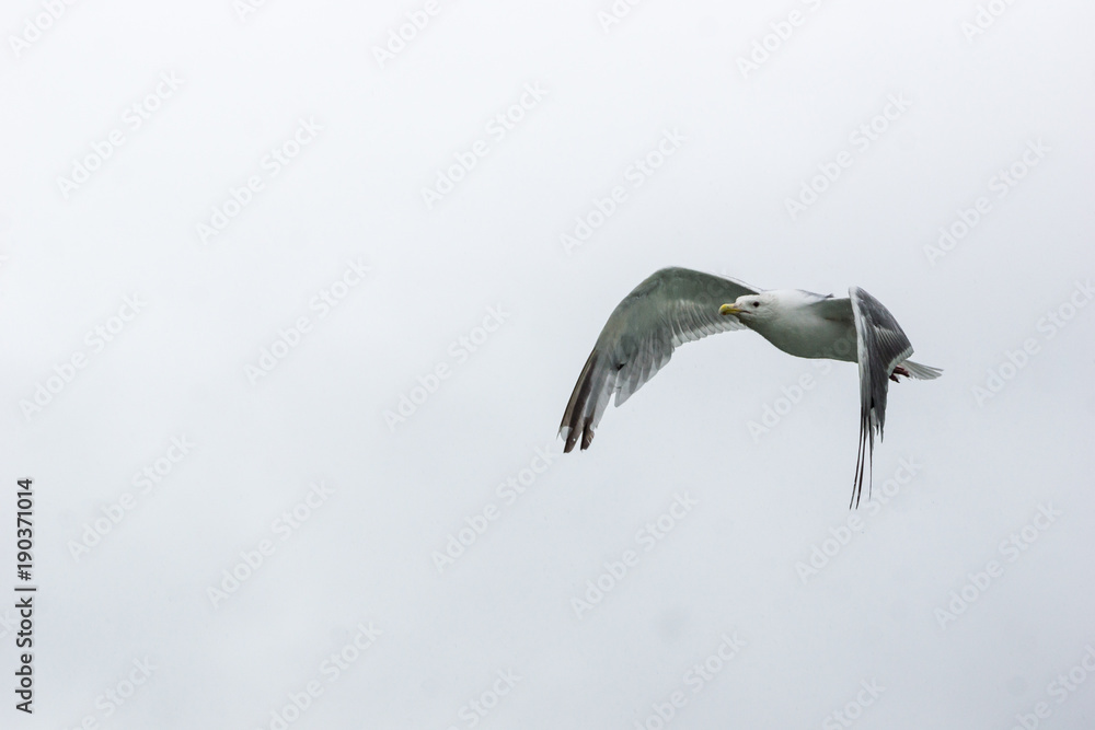Fototapeta premium flying seagull in Lake Clark National Park, Alaska