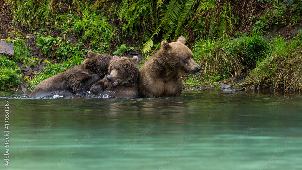 Fototapeta premium Grizzly bear family with playing youngsters in turquoise water in Lake Clark National Park, Alaska