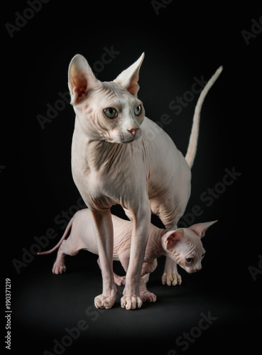 Fototapeta Naklejka Na Ścianę i Meble -  Sphynx cat