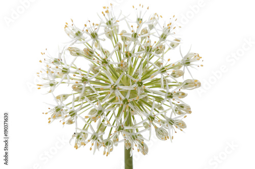 Flower decorative bow isolated on white background.