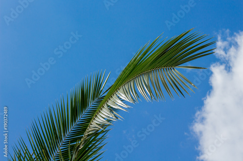 Palm Tree Branch