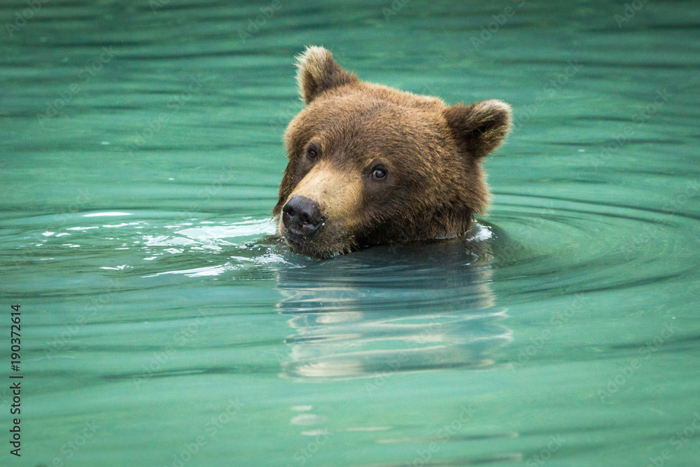 Obraz premium Portrait of a Grizzly bear swimming in turquoise water in Lake Clark National Park, Alaska