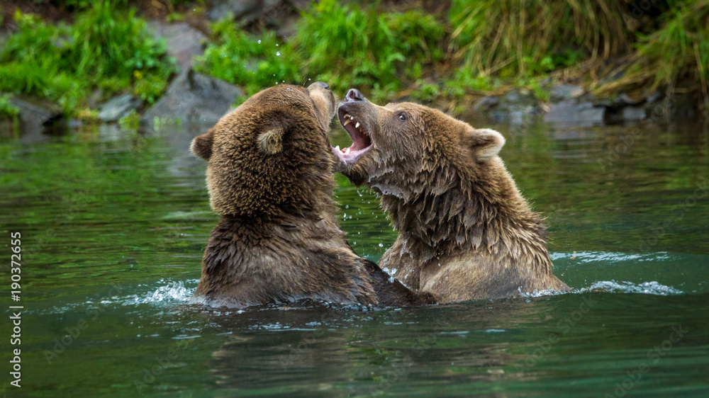 two subadult grizzly bears fighting in the water, Lake Clark National Park, Alaska two subadult grizzly bears fighting in the water, Lake Clark National Park, Alaska