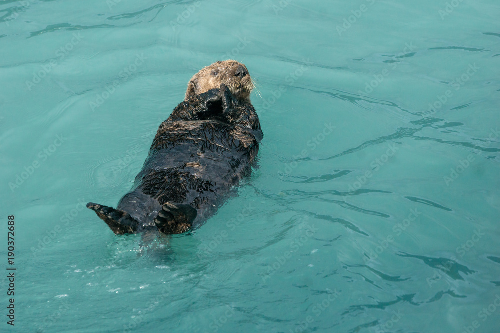 Fototapeta premium floating Sea otter in Kenai Fjords National Park, Alaska