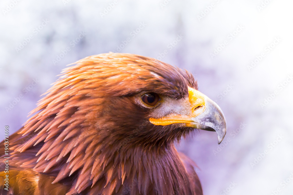 Obraz premium golden eagle in white background