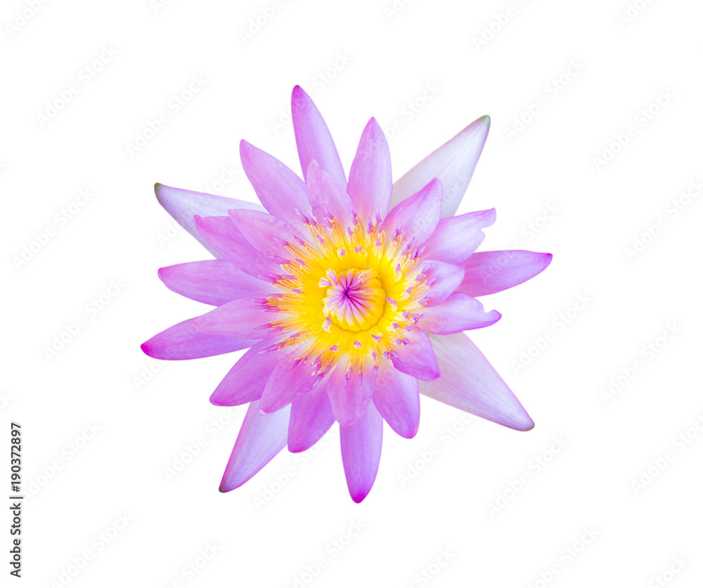 Flower purple lotus isolated on white background with clipping path.
