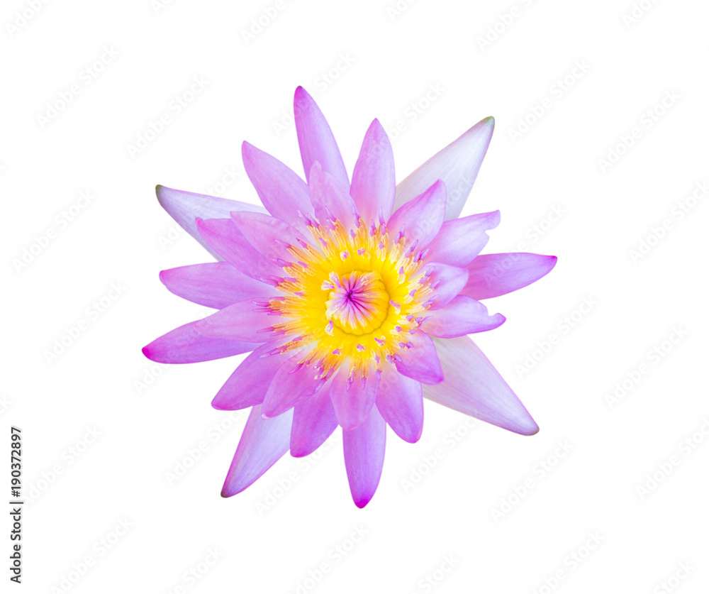 Flower purple lotus isolated on white background with clipping path. Flower purple lotus isolated on white background with clipping path.