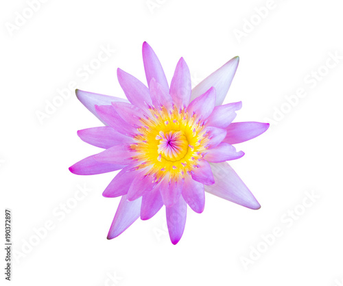 Flower purple lotus isolated on white background with clipping path.