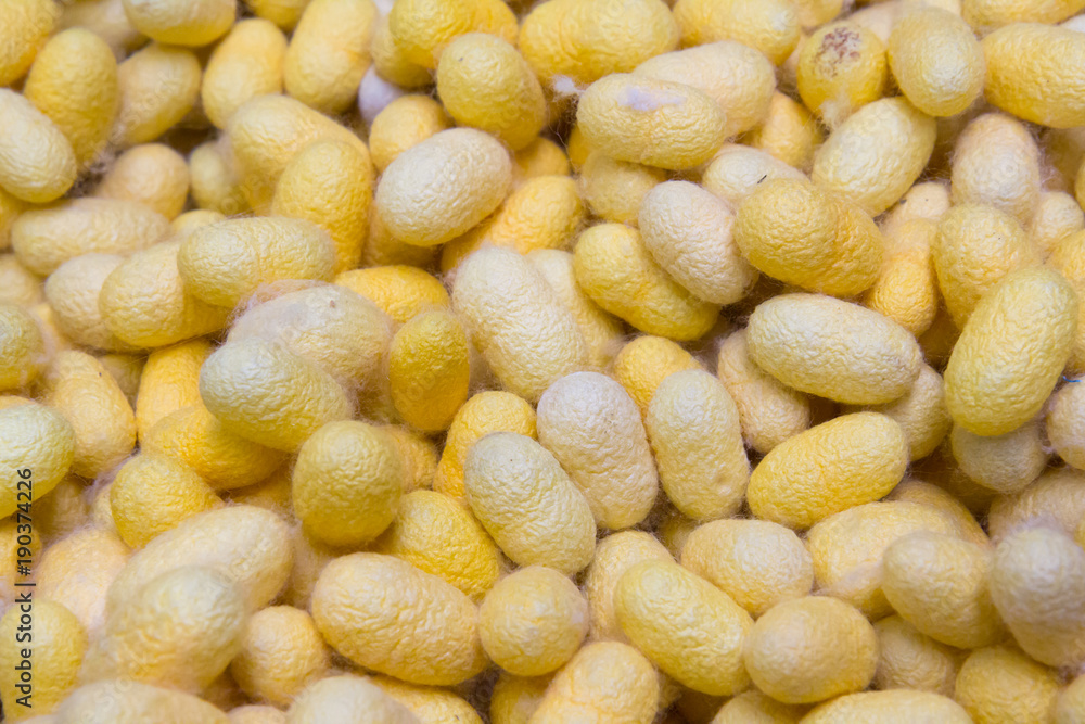 yellow silk worm cocoons background and texture yellow silk worm cocoons background and texture