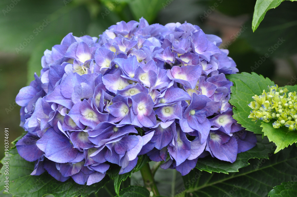 Purple and White Hydrangea Flowers in Bloom Purple and White Hydrangea Flowers in Bloom