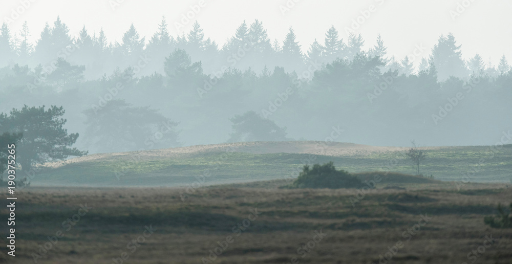 Fototapeta premium Hilly misty landscape with fir forest on horizon.