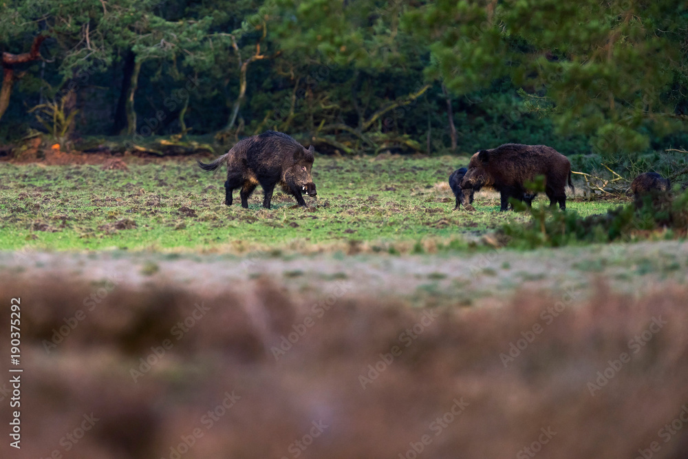 Wild boar (sus scrofa) foraging in forest meadow. Wild boar (sus scrofa) foraging in forest meadow.