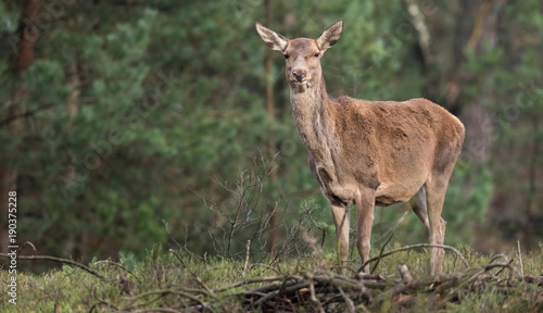 Red deer hind standing on grass in pine forest.