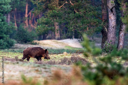Solitary wild boar (sus scrofa) walking in forest meadow.