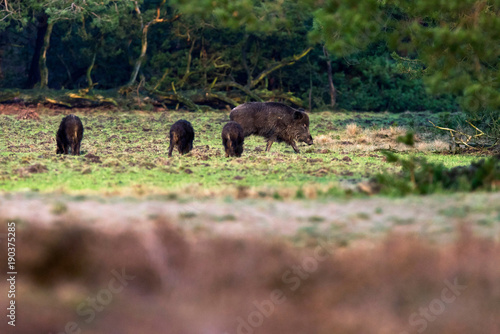 Wild boar with young ones foraging in forest meadow.