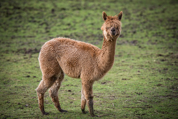 Sierkussen Lama Alpaca in groene Andesweide Chili  © Sonja