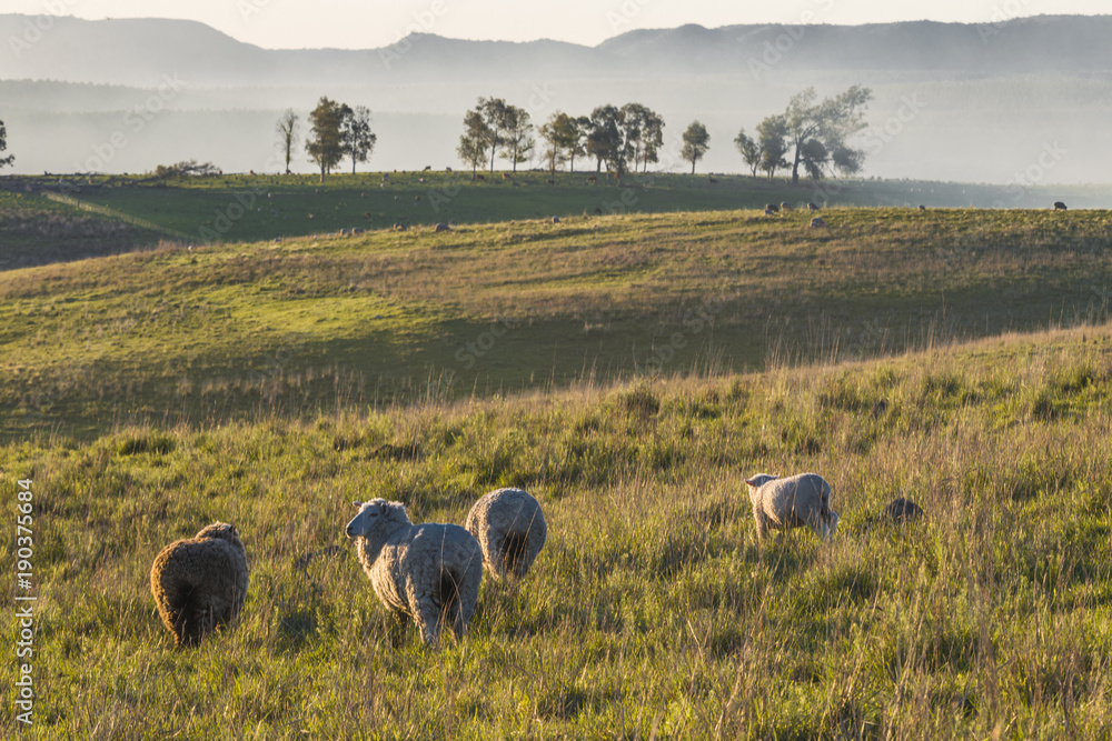 Naklejka premium Idylliczny krajobraz wiejski wzgórza Batovi, Tacuarembo w północno-środkowym Urugwaju