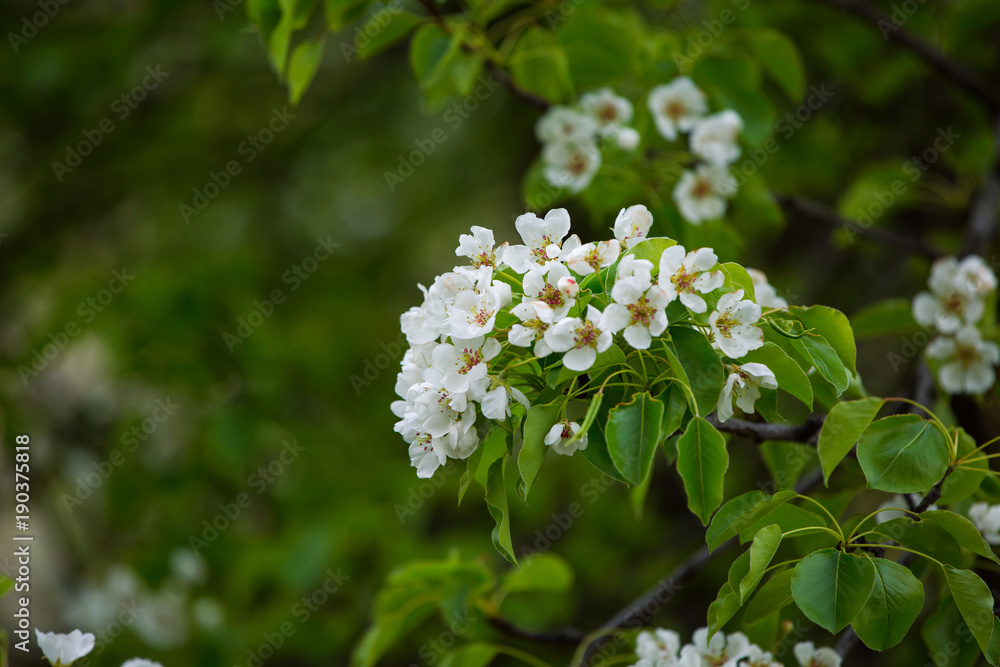 Details of nature. Flowering spring tree Details of nature. Flowering spring tree