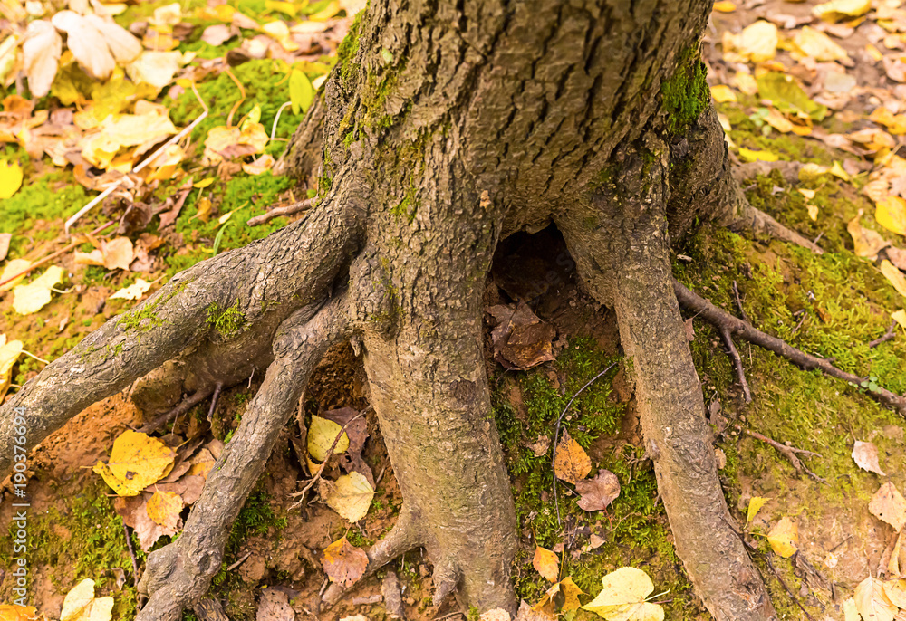 thick root of a tree trunk against a background of earth covered with moss and yellow fallen leaves thick root of a tree trunk against a background of earth covered with moss and yellow fallen leaves