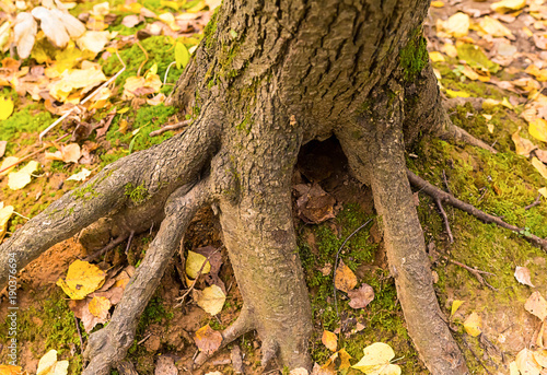 thick root of a tree trunk against a background of earth covered with moss and yellow fallen leaves